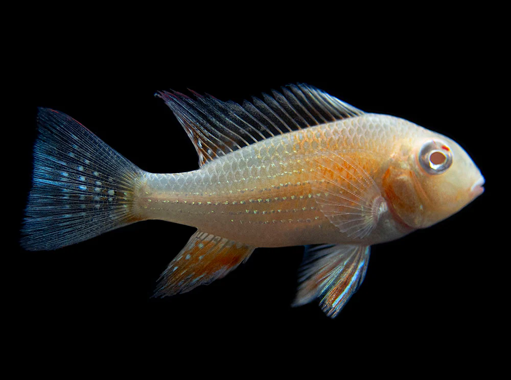 Albino Threadfin Acara Cichlid (Acarichthys heckelii), Tank-Bred! - Nestor' Aquariums & Pets