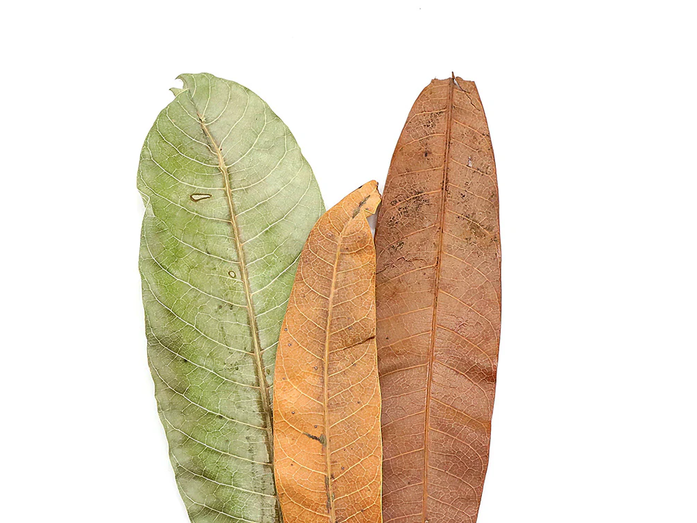 Aquatic Arts Mango Leaves (Mangifera indica) — Dried Botanicals - Nestor' Aquariums & Pets