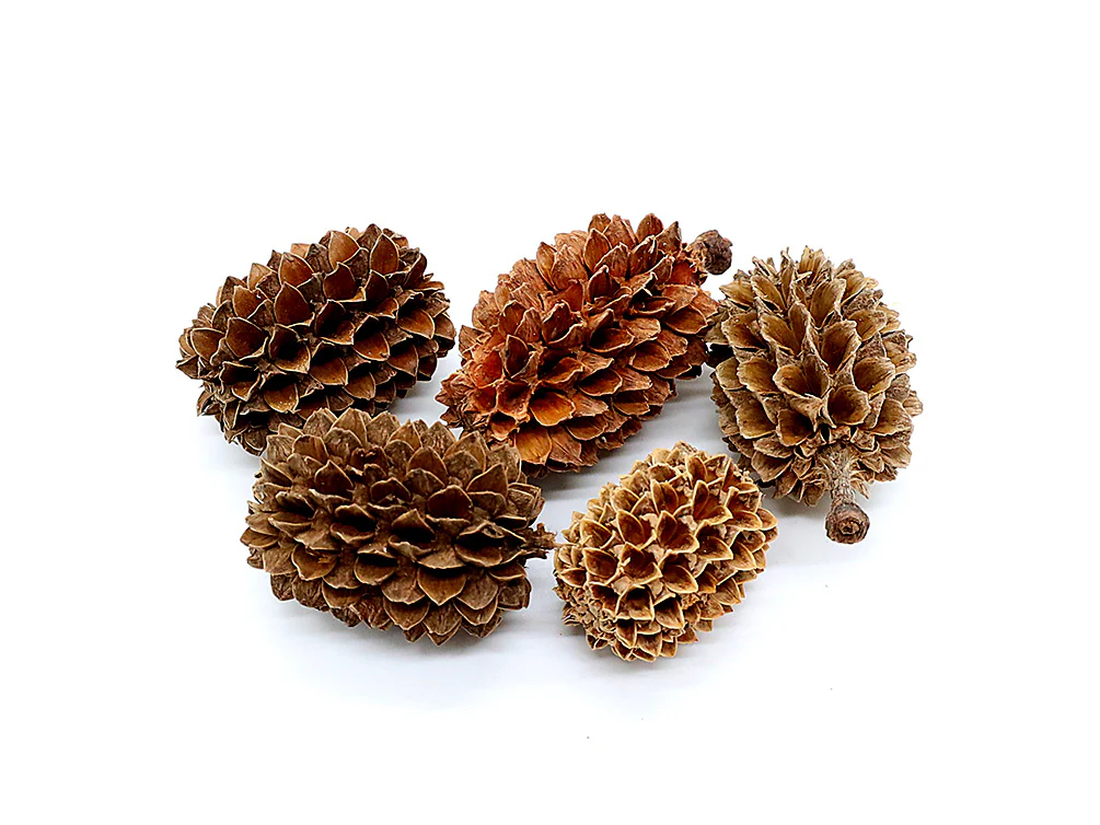 Casuarina Pine Pods (Casuarina equisetifolia) - Nestor' Aquariums & Pets