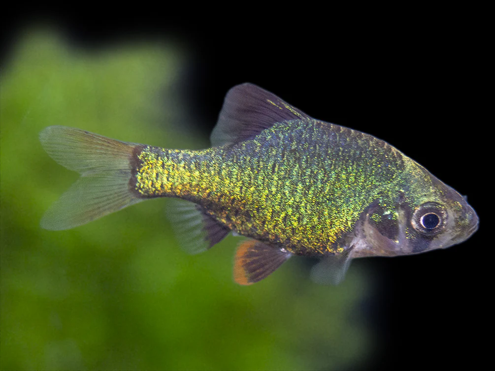 Green Tiger Barb (Puntigrus tetrazona), Tank-Bred - Nestor' Aquariums & Pets