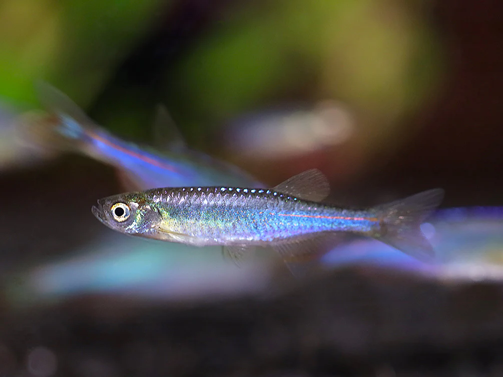 Pearl Danio (Danio albolineatus) – Tank Bred - Nestor' Aquariums & Pets