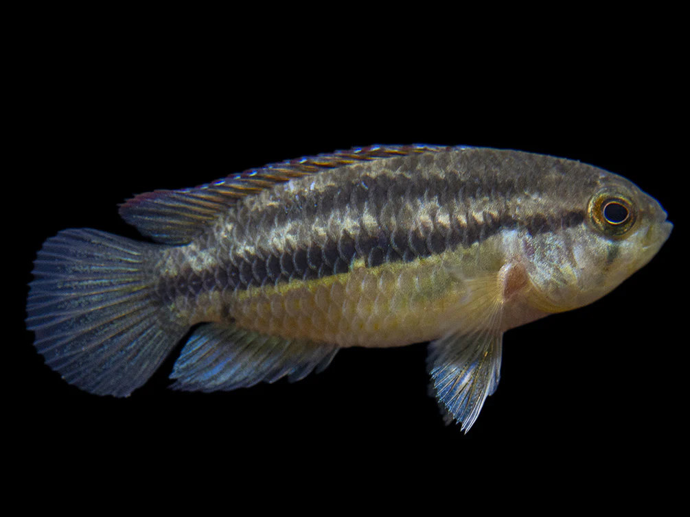 Golden Dwarf Cichlid (Nannacara anomala), - Tank Bred - Nestor' Aquariums & Pets