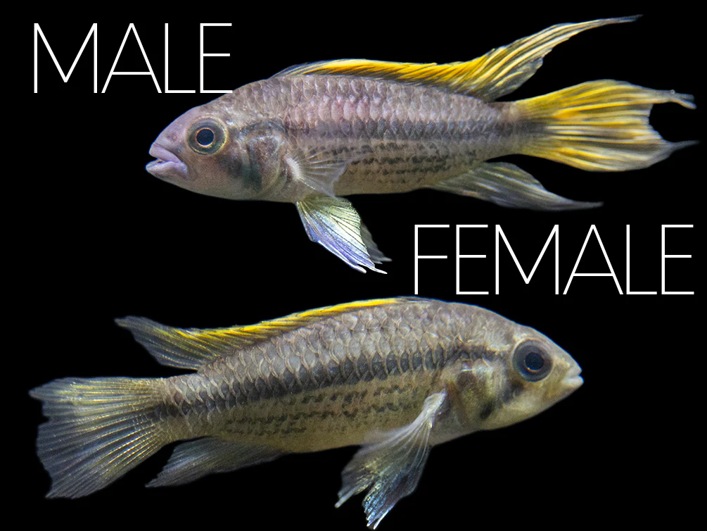 Yellow Flash Cockatoo Dwarf Cichlid (Apistogramma cacatuoides), Tank-Bred - Nestor' Aquariums & Pets