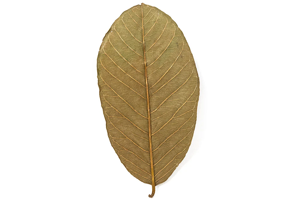 Aquatic Arts Guava Leaves - Nestor' Aquariums & Pets