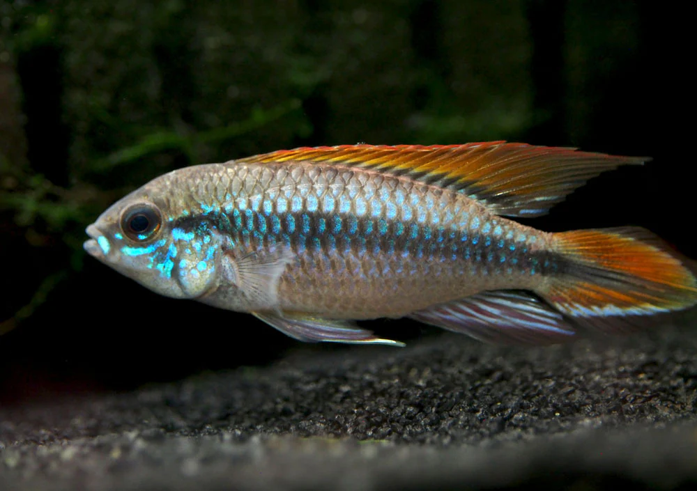 Double Red Agassizi's Dwarf Cichlid (Apistogramma cf. agassizii) - TANK-BRED!!! - Nestor' Aquariums & Pets