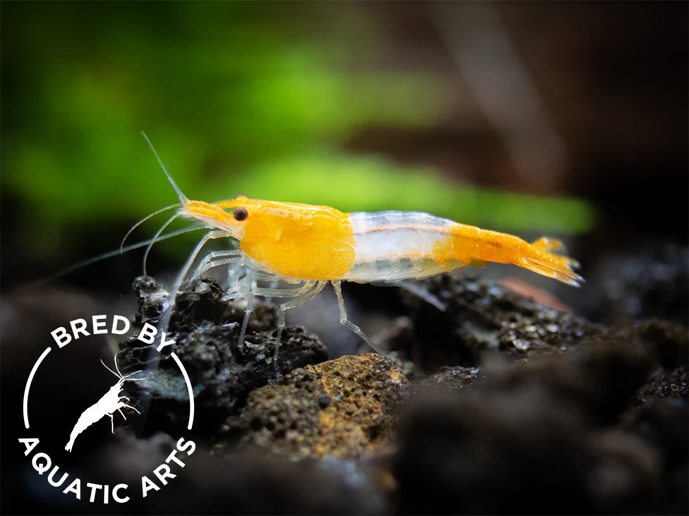 Bred By Aquatic Arts Neocaridina Shrimp Combo Box (Neocaridina davidi) - Nestor' Aquariums & Pets