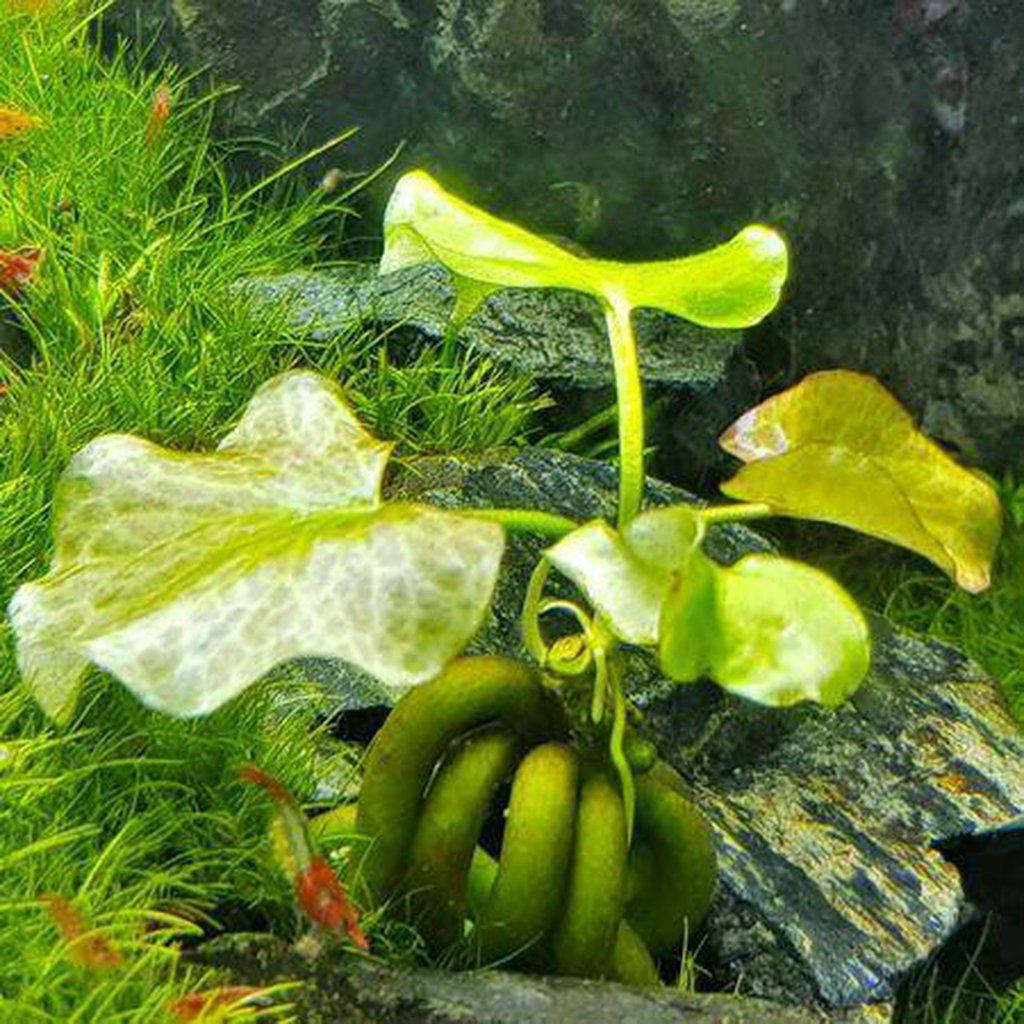 Banana Plant - Nestor' Aquariums & Pets