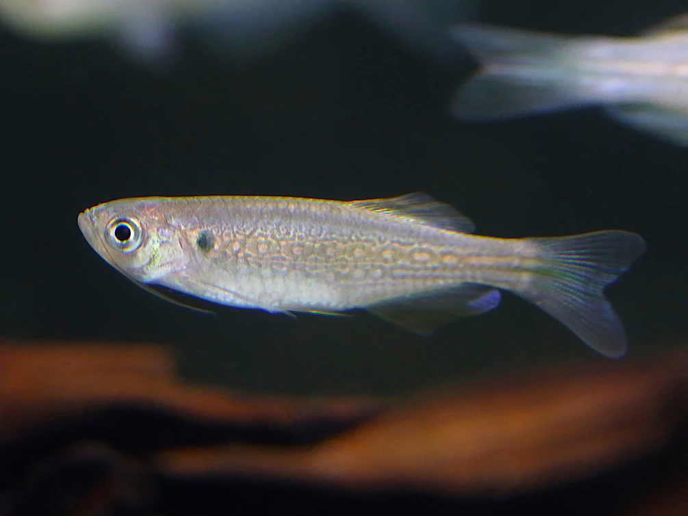 Moustached Danio (Danio dangila) - Nestor' Aquariums & Pets