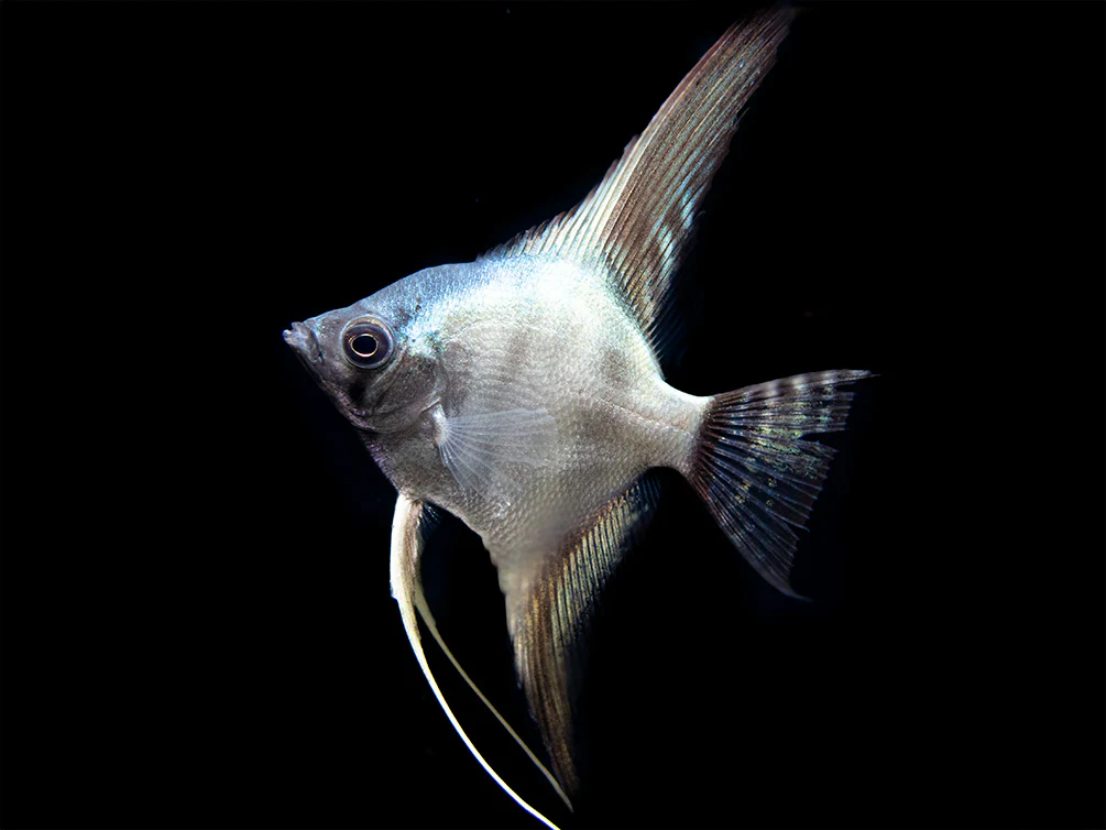 Avatar Turkey Green Angelfish (Pterophyllum scalare 