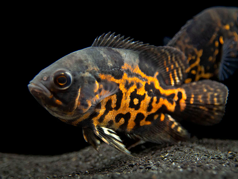 Tiger Oscar (Astronotus ocellatus), Tank-Bred - Nestor' Aquariums & Pets