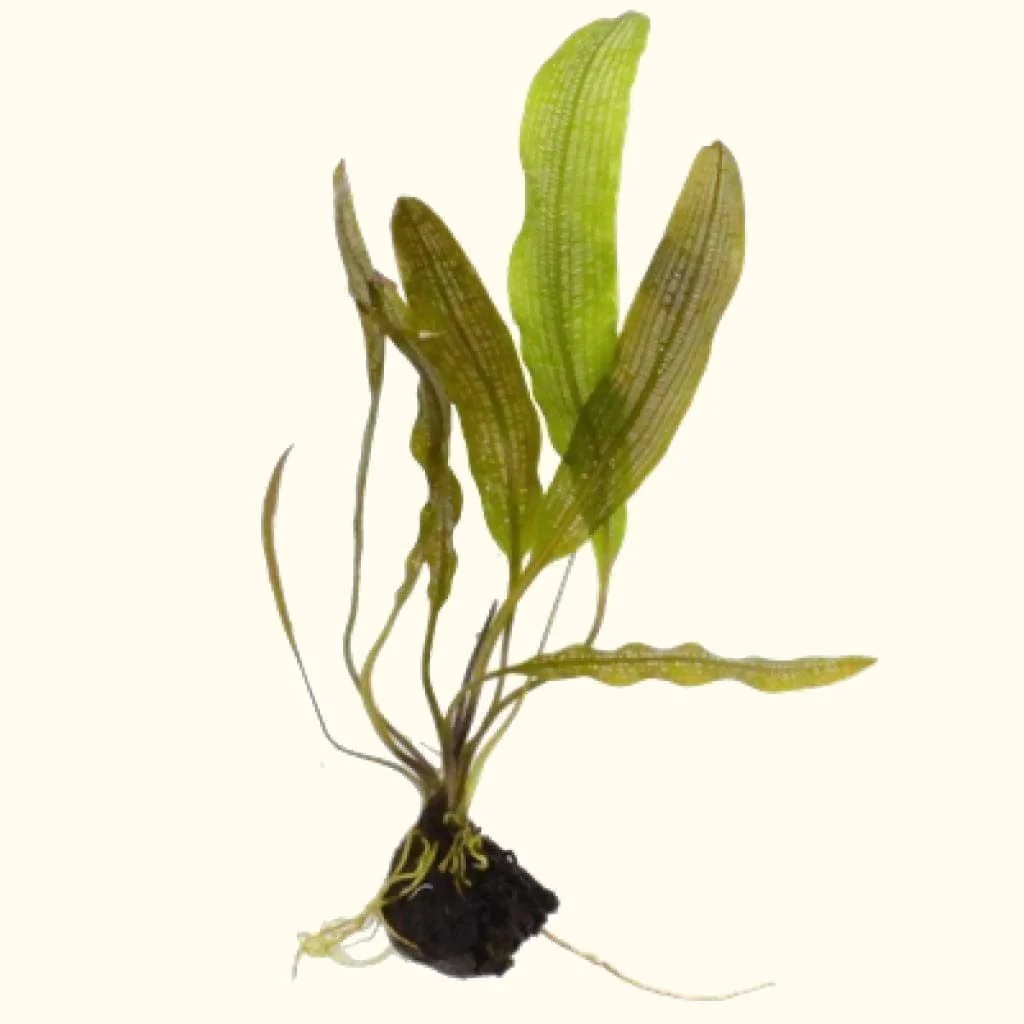Madagascar Lace Plant - Nestor' Aquariums & Pets