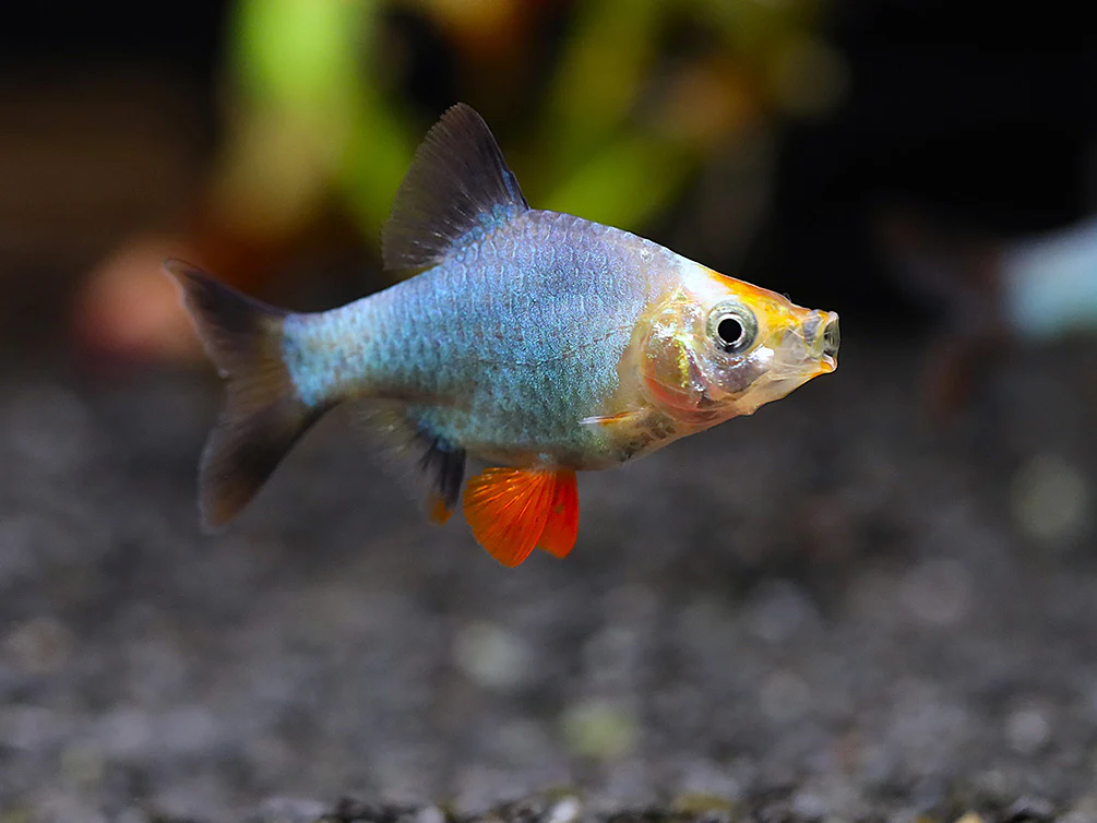 Platinum Green Tiger Barb (Puntigrus tetrazona) – Tank Bred - Nestor' Aquariums & Pets