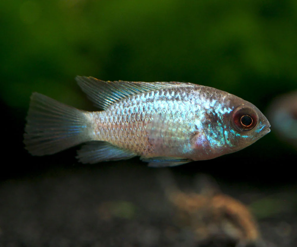 Electric Blue Acara Cichlid (Andinoacara pulcher hybrid), Tank-Bred! - Nestor' Aquariums & Pets