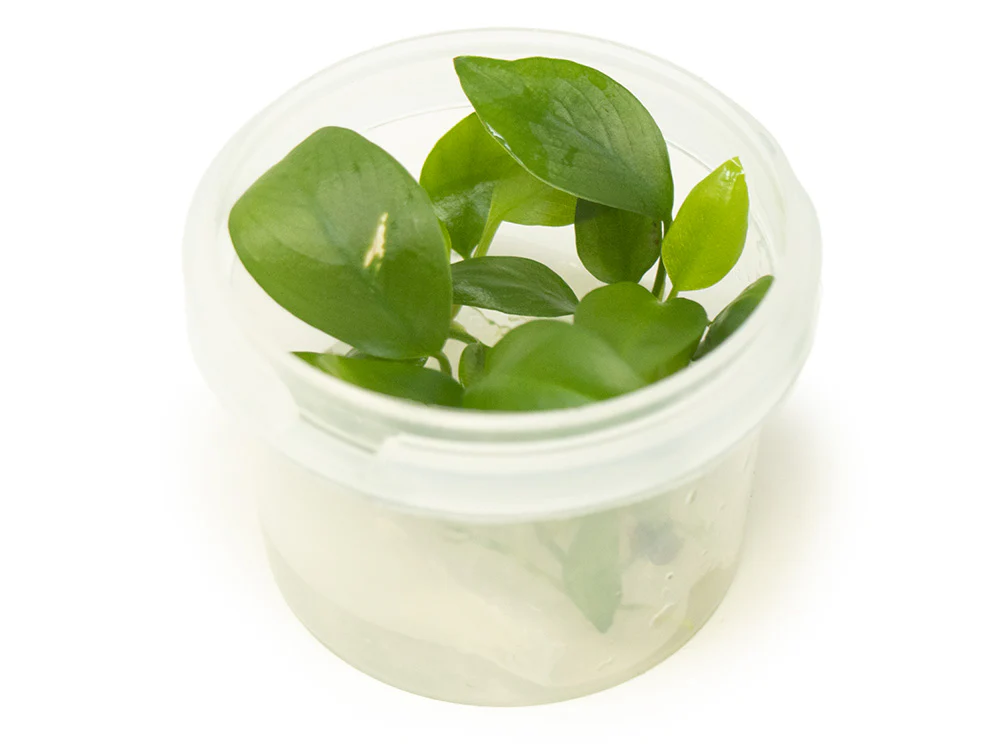 Anubias hastifolia Tissue Culture - Nestor' Aquariums & Pets