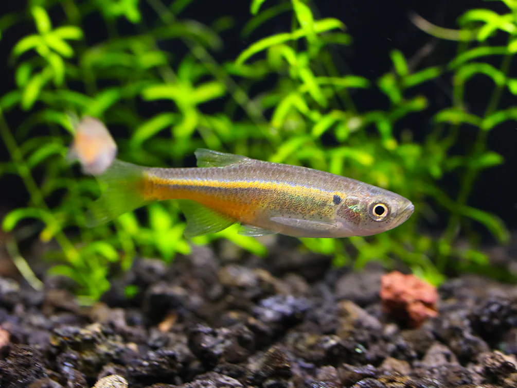 Fireline Danio (Devario sondhii) - Nestor' Aquariums & Pets