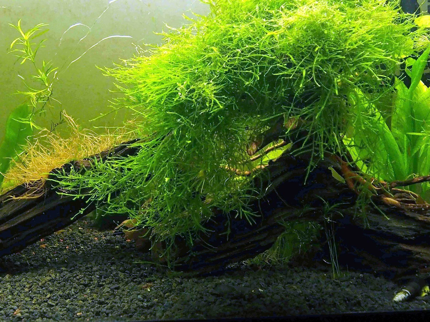 EASY Aquarium Plant Package (5-10 Gallon) - Java Moss, Moneywort, Anubias, and Java Fern - Nestor' Aquariums & Pets