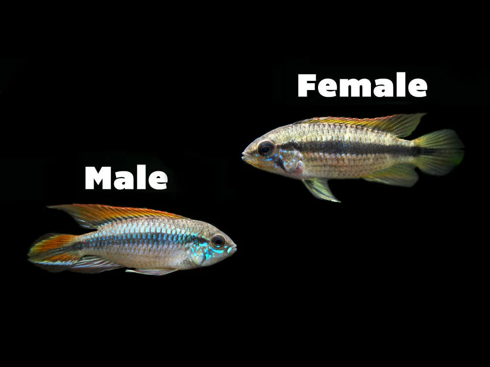 Double Red Agassizi's Dwarf Cichlid (Apistogramma cf. agassizii) - TANK-BRED!!! - Nestor' Aquariums & Pets