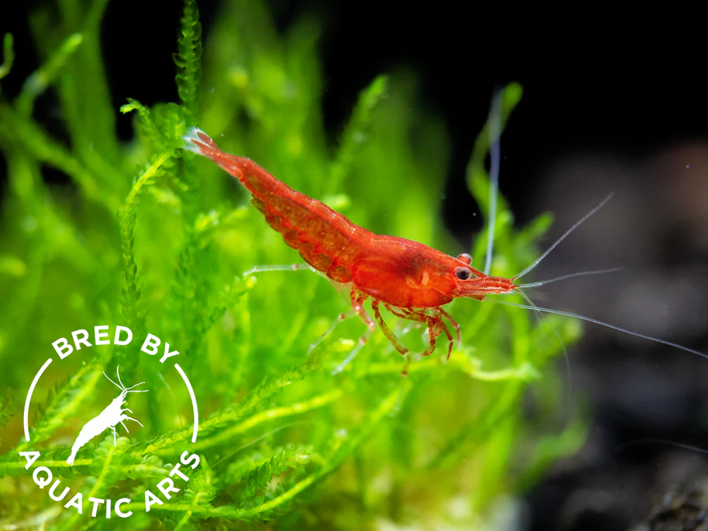 Bloody Mary Shrimp (Neocaridina davidi), BREDBY: Aquatic Arts - Nestor' Aquariums & Pets