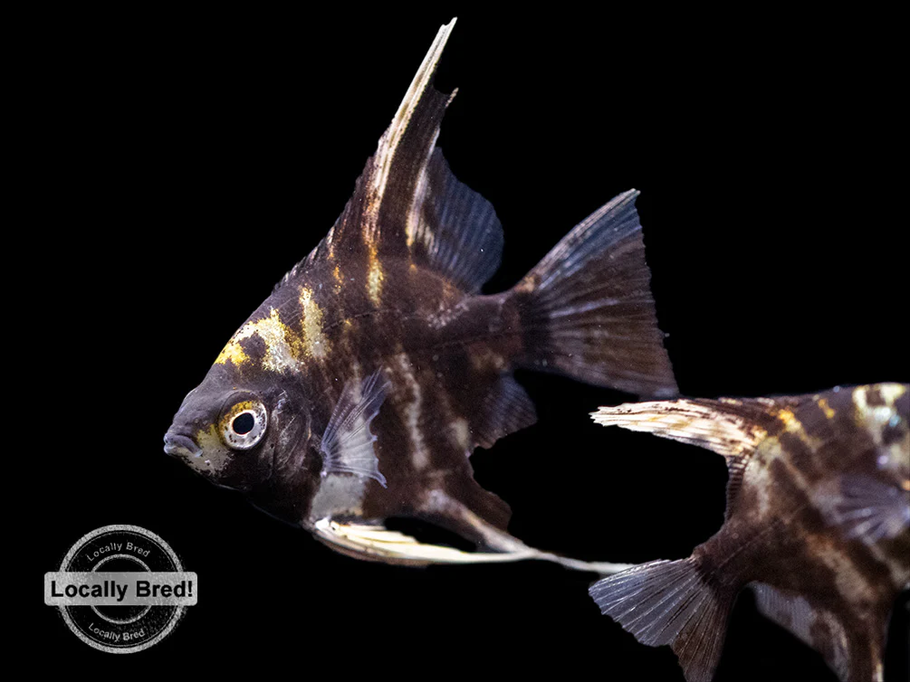 Assorted Angelfish (Pterophyllum scalare) - Locally Bred! - Nestor' Aquariums & Pets
