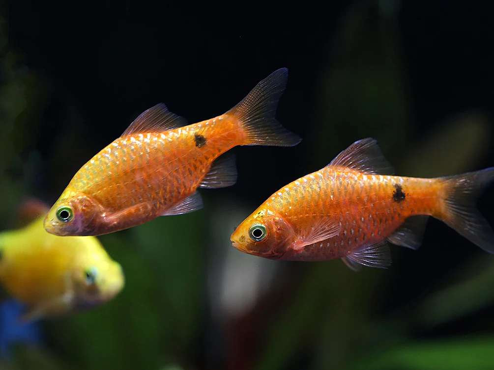 Rosy Barb (Puntius conchonius) – Tank Bred - Nestor' Aquariums & Pets