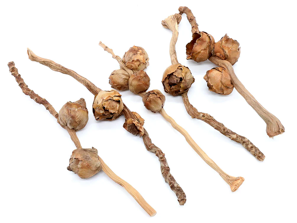 Coconut Petals - Nestor' Aquariums & Pets