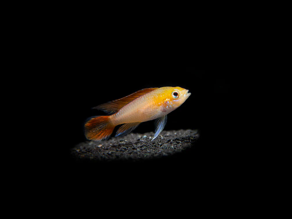 Fire Red Agassizi's Dwarf Cichlid (Apistogramma cf. agassizii) - TANK-BRED!!! - Nestor' Aquariums & Pets