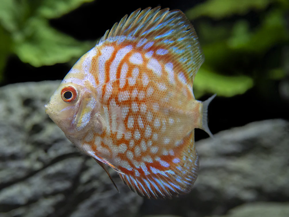 Dealer's Choice Discus (Symphysodon aequifasciatus), Tank-Bred - Nestor' Aquariums & Pets