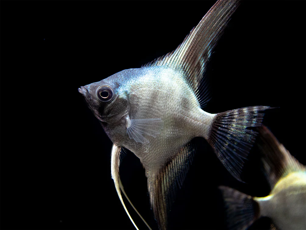 Avatar Turkey Green Angelfish (Pterophyllum scalare 
