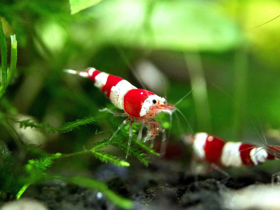 Crystal Red Shrimp (Caridina cantonensis, A-S Grade), Tank-Bred - Nestor' Aquariums & Pets