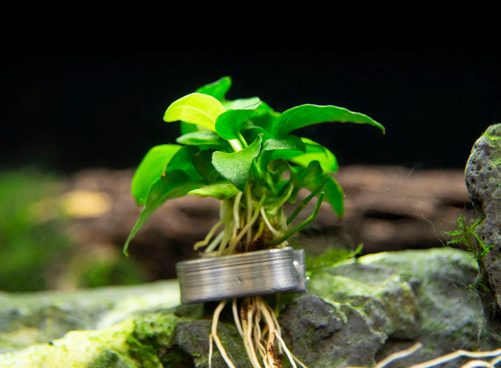 Petite Anubias Nana (Anubias barteri var. “Petite Nana”), Bare Root - Nestor' Aquariums & Pets