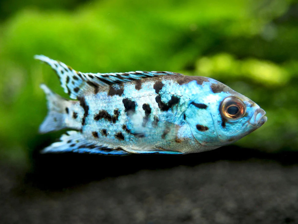Electric Blue AKA Powder Blue Jack Dempsey Cichlid (Rocio octofasciata 