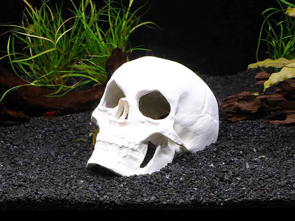 Aquarium Decor & Shrimp Hide Collection – Skull Caves and Sinking Shrimp Ornament - Nestor' Aquariums & Pets