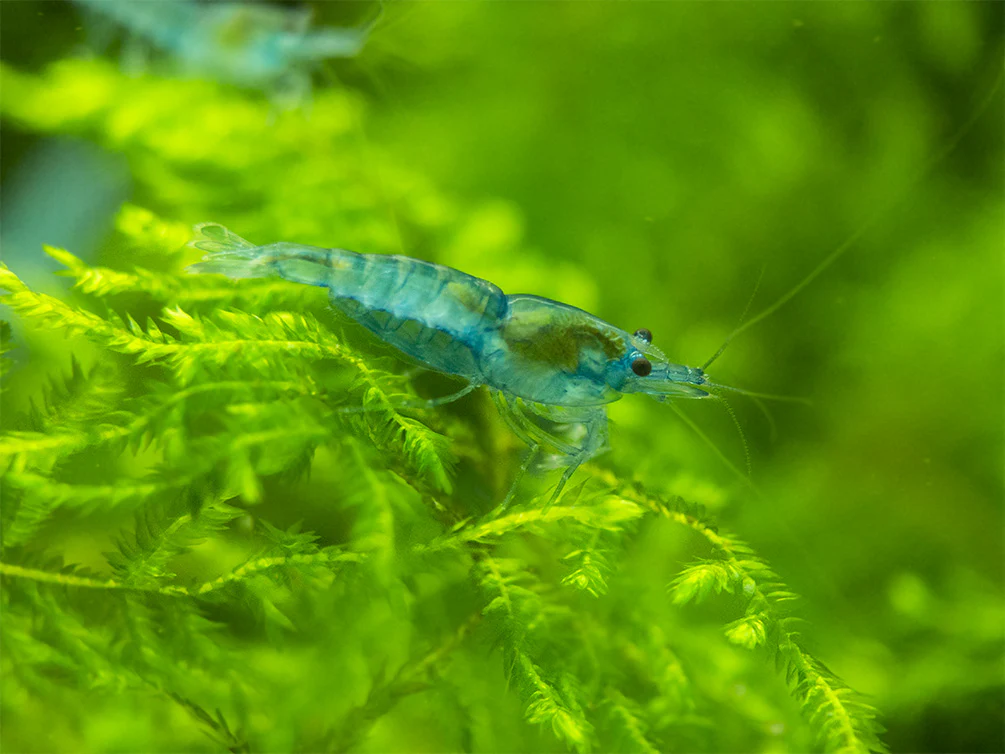 Sky Blue Velvet Shrimp Breeder Combo Box - Nestor' Aquariums & Pets