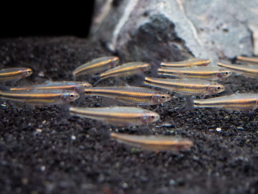 Rainbow Shiner (Notropsis chrosomus), Tank-Bred - Nestor' Aquariums & Pets