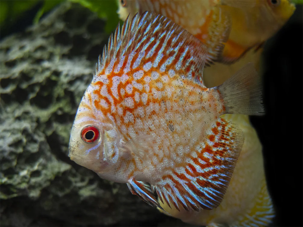 Dealer's Choice Discus (Symphysodon aequifasciatus), Tank-Bred - Nestor' Aquariums & Pets