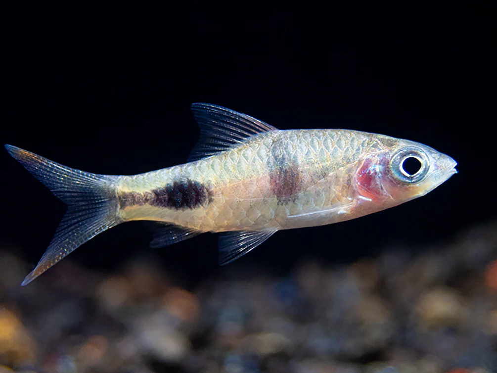 Rohani Barb (Dawkinsia Rohani), Tank-Bred - Nestor' Aquariums & Pets