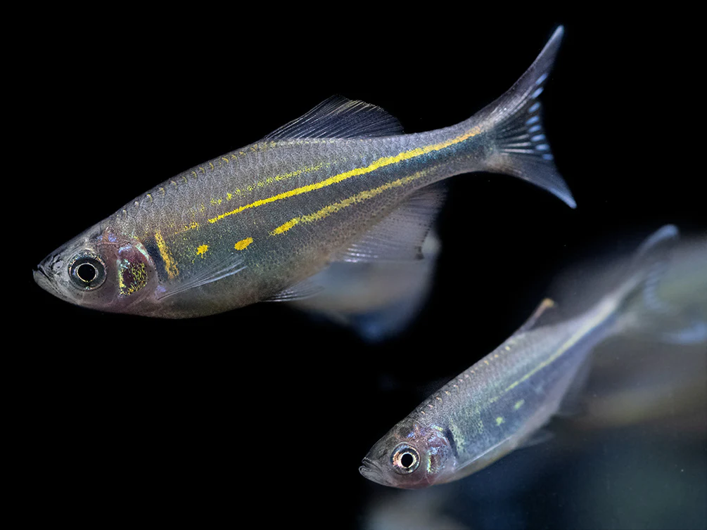 Giant Danio (Devario aequipinnatus), Tank-Bred! - Nestor' Aquariums & Pets