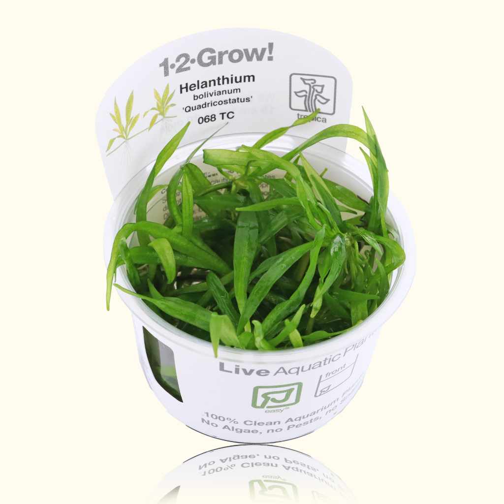 Helanthium Bolivianum 'Quadricostatus' Tissue Culture - Nestor' Aquariums & Pets