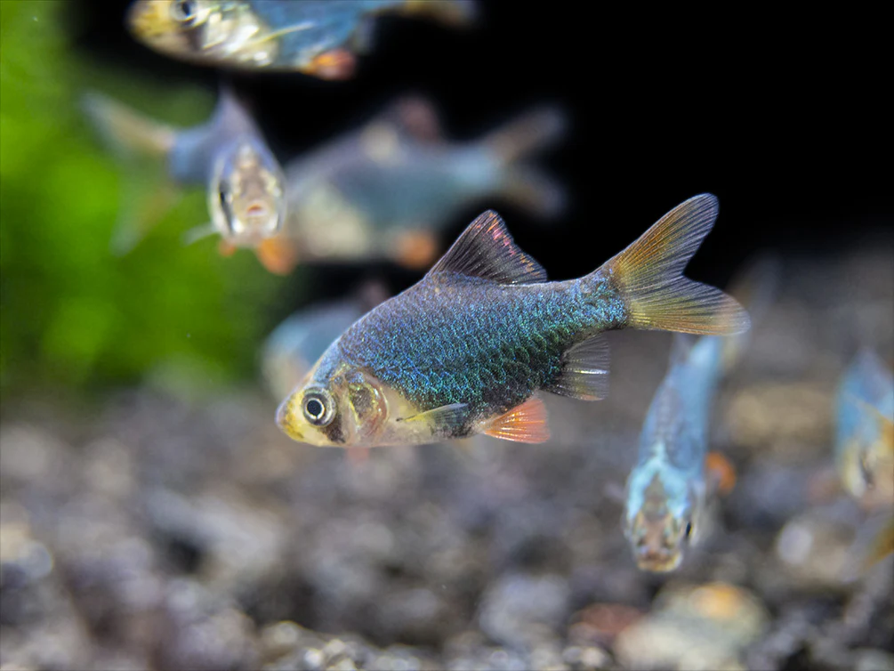 Green Tiger Barb (Puntigrus tetrazona), Tank-Bred - Nestor' Aquariums & Pets