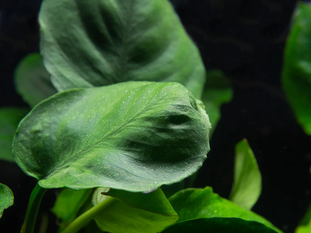 Gold Coin Anubias (Anubias barteri “Round Leaf”), Bare Root - Nestor' Aquariums & Pets