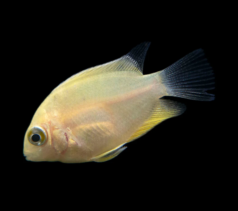 Gold Severum AKA Gold Banded Cichlid (Heros cf. efasciatus FKA H. severus), Tank-Bred - Nestor' Aquariums & Pets