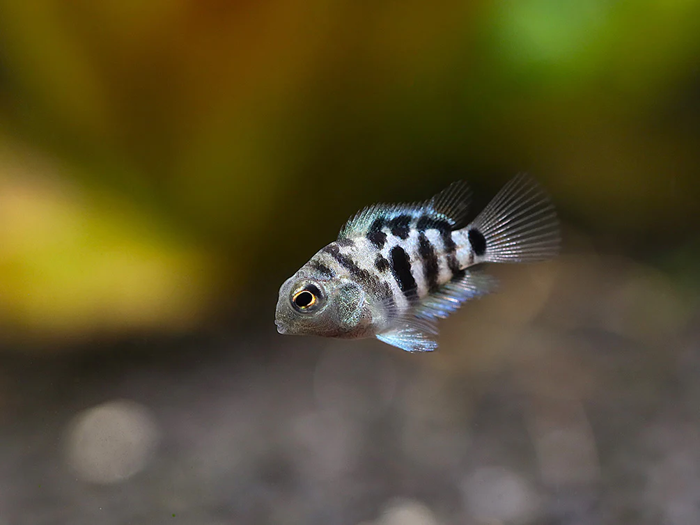 Polar Blue Parrot Cichlid (Hybrid: Blood Parrot × Convict Cichlid) – Tank Bred - Nestor' Aquariums & Pets
