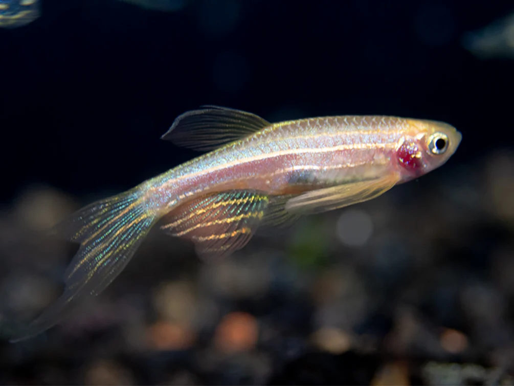 Longfin Golden Zebra Danio (Brachydanio rerio) - Tank Bred - Nestor' Aquariums & Pets