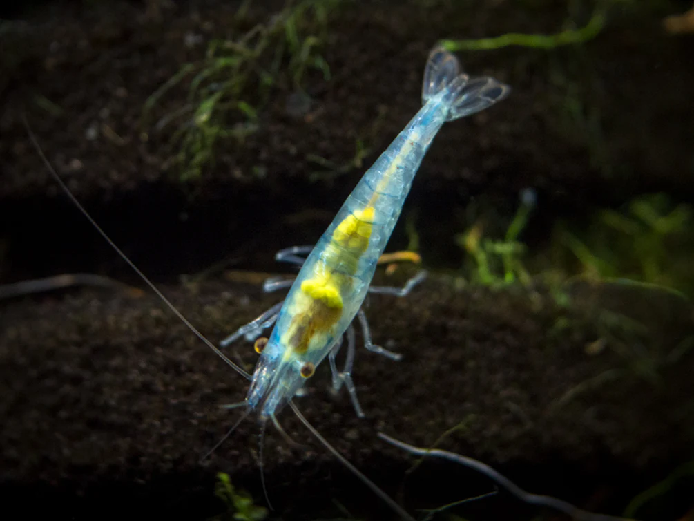 Sky Blue Velvet Shrimp (Neocaridina davidi), Tank-Bred! - Nestor' Aquariums & Pets