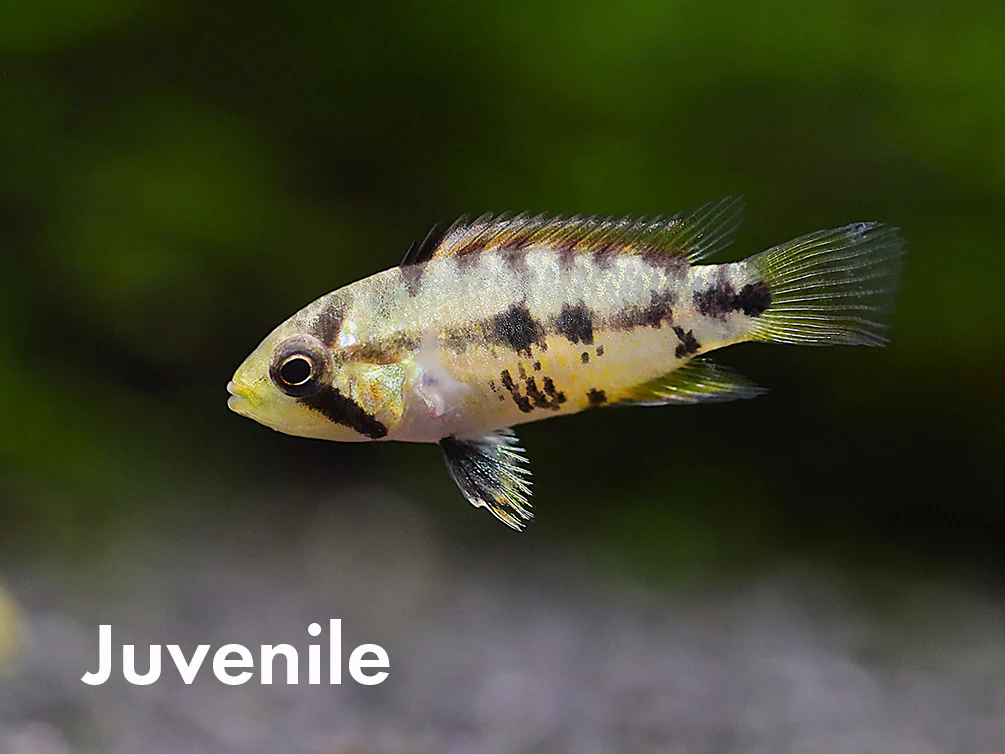 Apistogramma baenschi (Inca) Dwarf Cichlid Fish – Locally Bred - Nestor' Aquariums & Pets