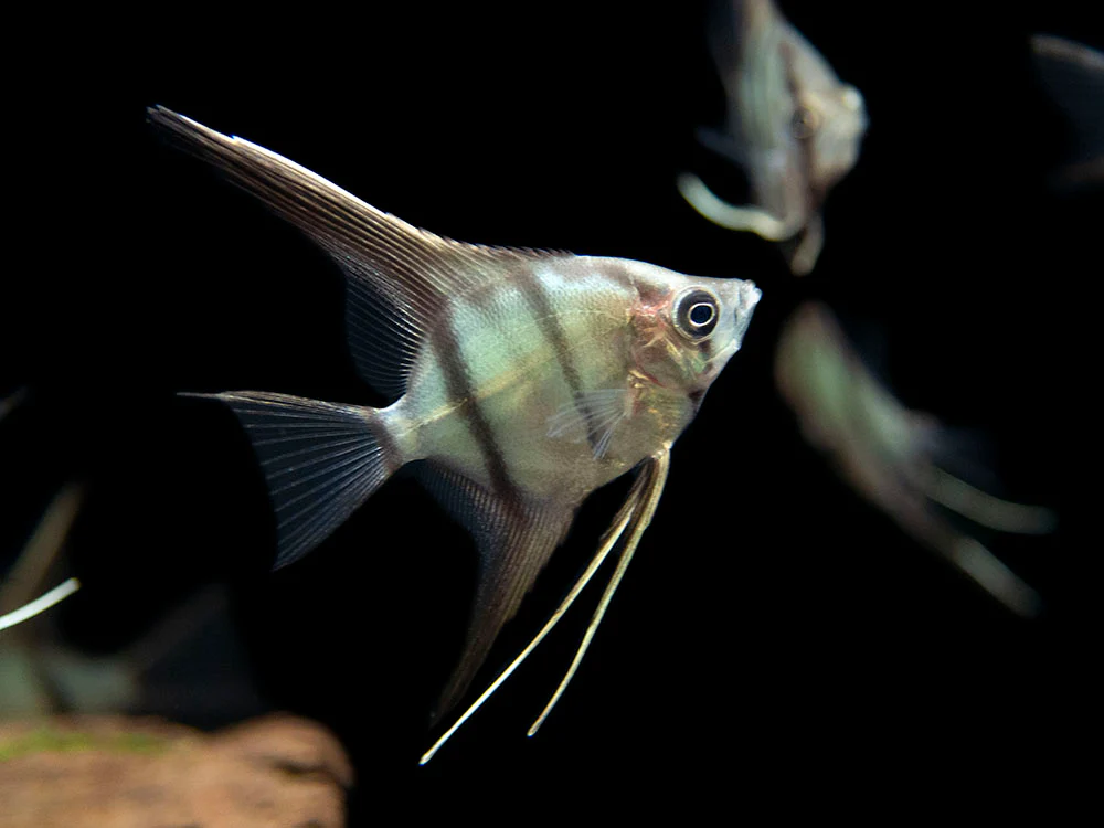 Red Shoulder Manacapuru Angelfish (Pterophyllum scalare) - TANK-BRED!!! - Nestor' Aquariums & Pets