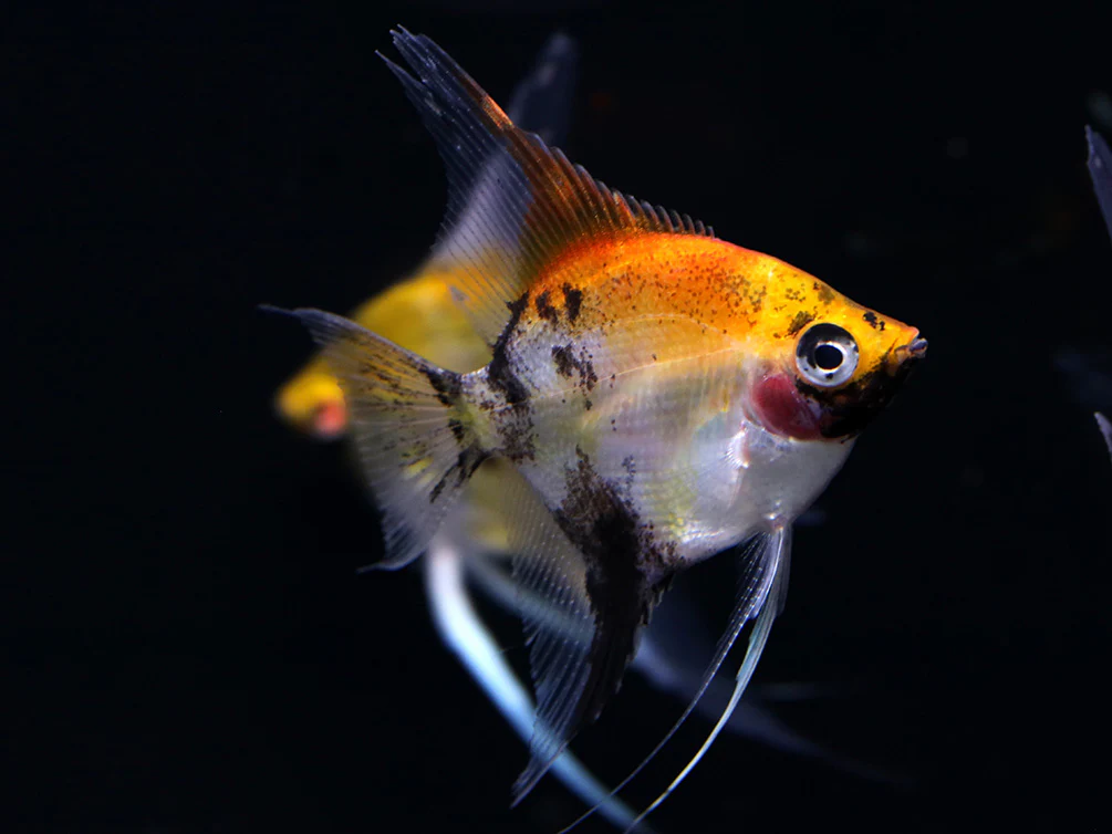 Red Devil Angelfish (Pterophyllum scalare 'Red Devil') - Tank Bred - Nestor' Aquariums & Pets