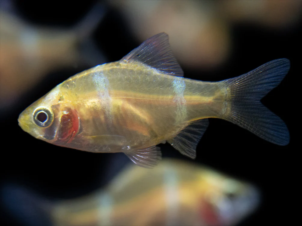 Albino Tiger Barb (Puntigrus tetrazona), Tank-Bred - Nestor' Aquariums & Pets
