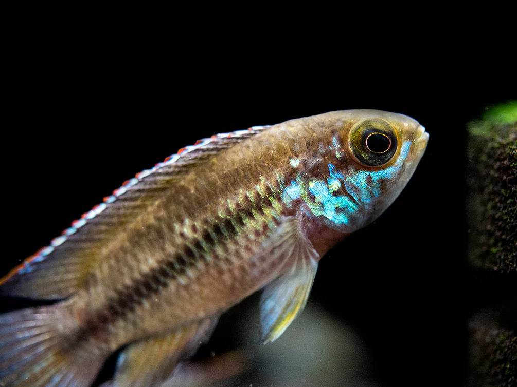 Golden Dwarf Cichlid (Nannacara anomala), - Tank Bred - Nestor' Aquariums & Pets