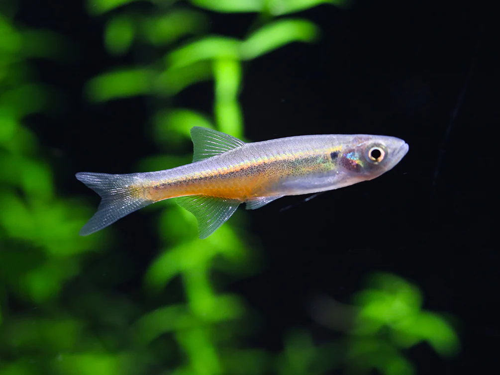 Fireline Danio (Devario sondhii) - Nestor' Aquariums & Pets
